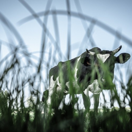 potvliege fotograaf fotografie gent natuur nature cow koe