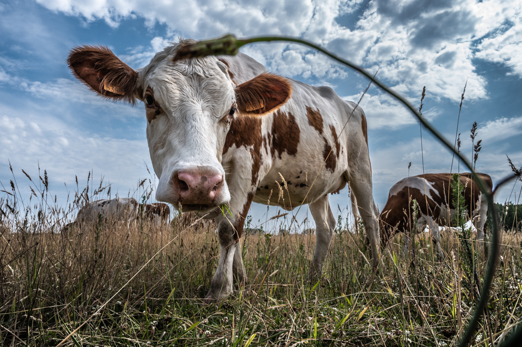 potvliege fotograaf fotografie gent natuur nature cow koe